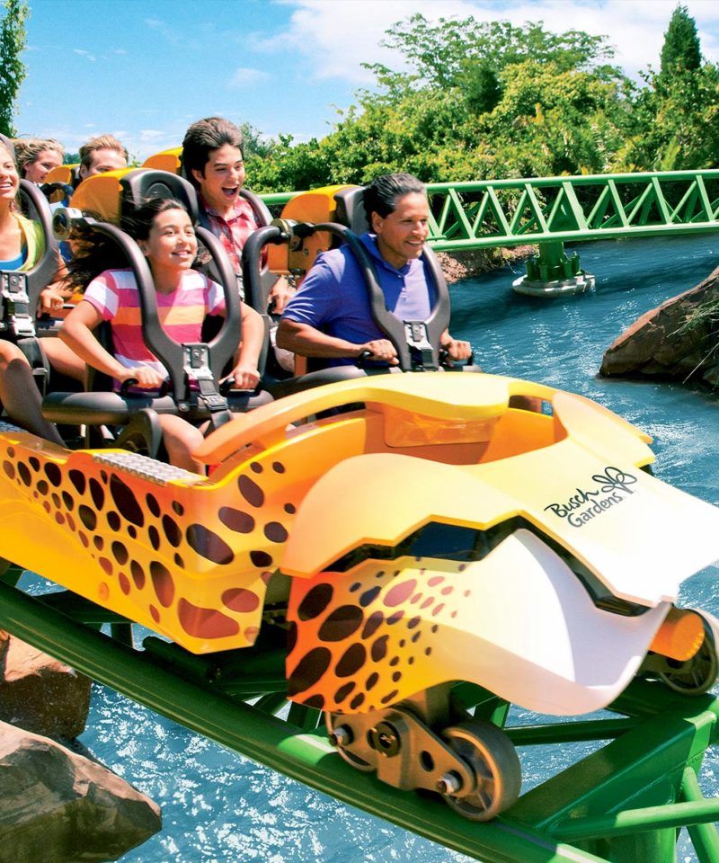 Busch Gardens cheetah
